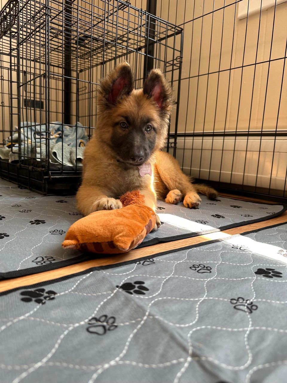 Best Dog Walkers in Ithaca, NY Wag!