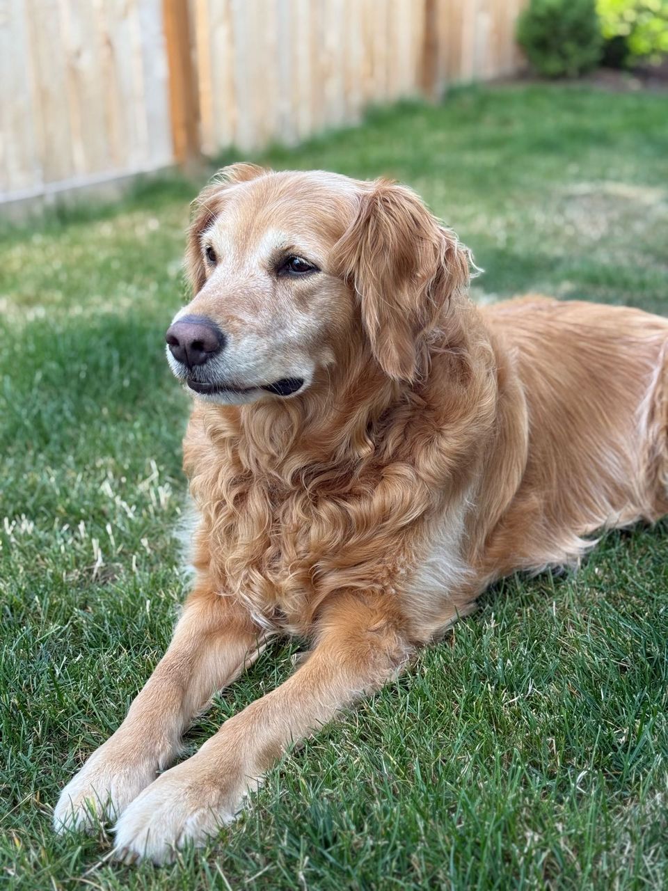 Top Dog Sitters and Boarders in Kirkland, WA Wag!