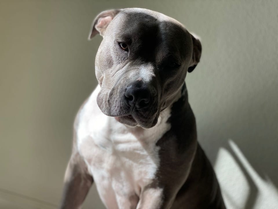 Top Dog Sitters and Boarders in Reno, NV Wag!