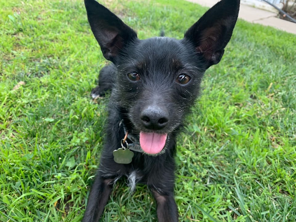 Rat Terrier Mix Blue Heeler Mountain Feist Mix Mountain Cur Feist