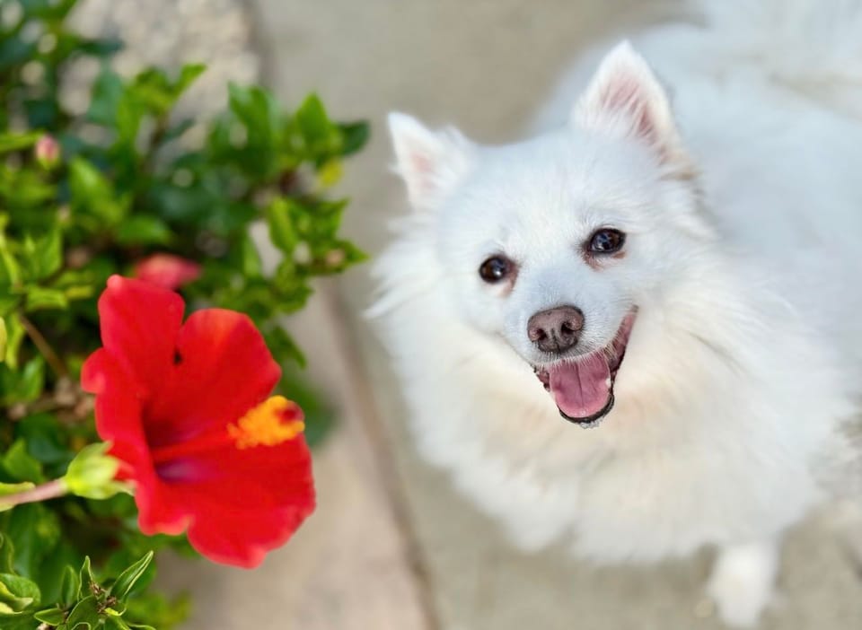 Best Dog Walkers in Los Altos, CA Wag!