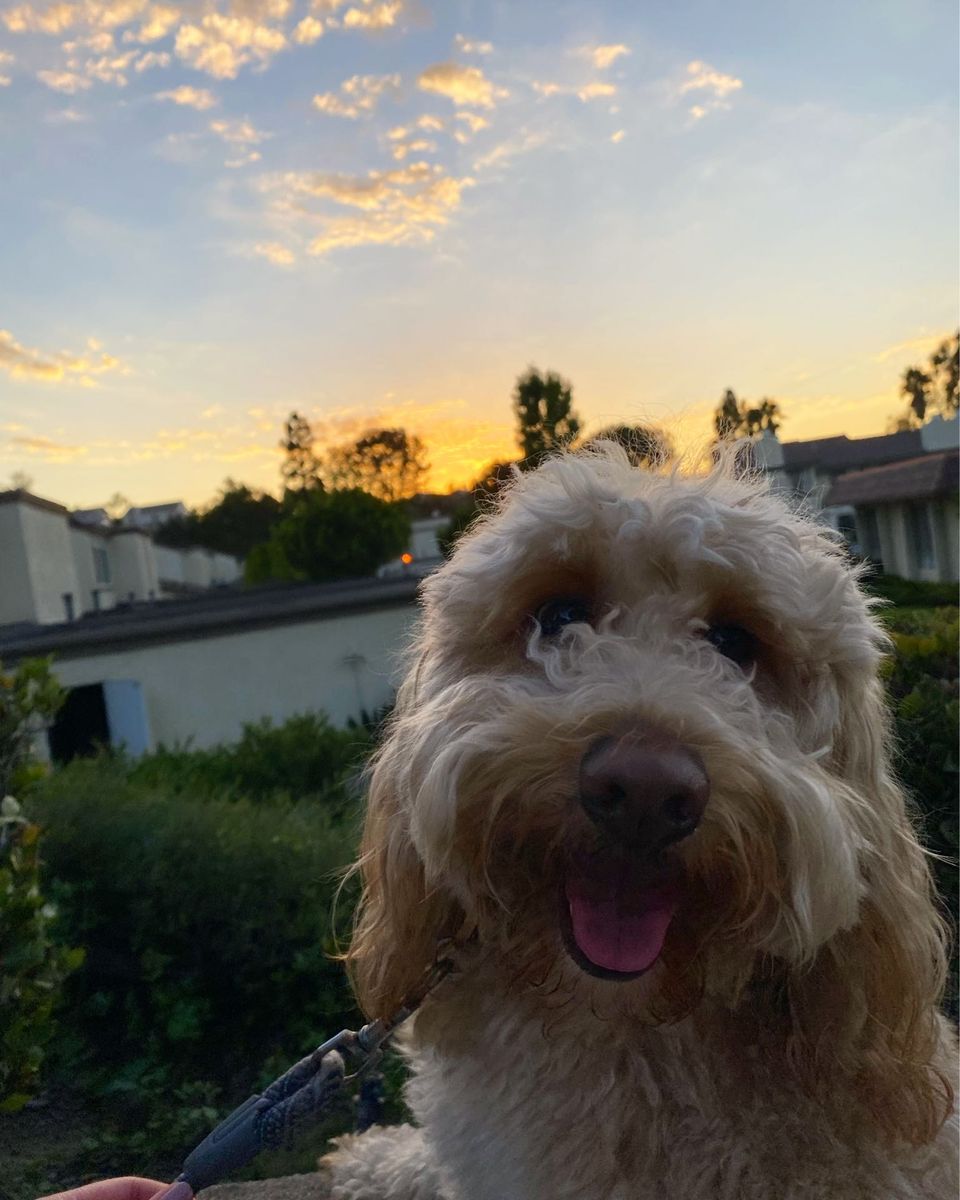 Best Dog Walkers in Whitefish, MT Wag!