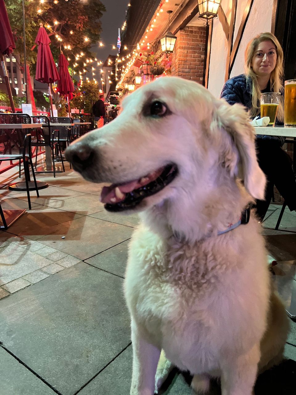 Best Dog Walkers in West Hollywood, CA Wag!