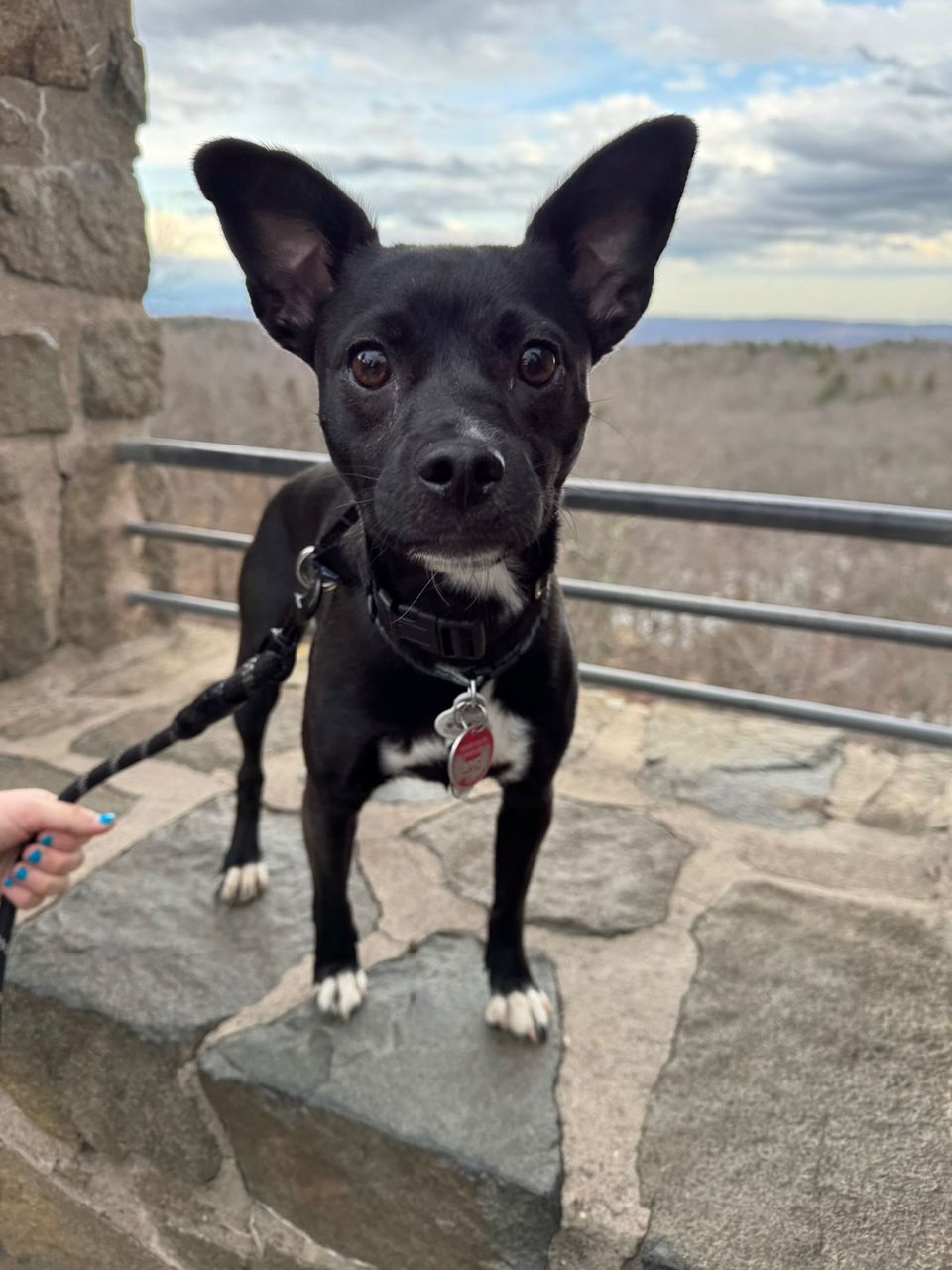 Best Dog Walkers in Weehawken, NJ Wag!
