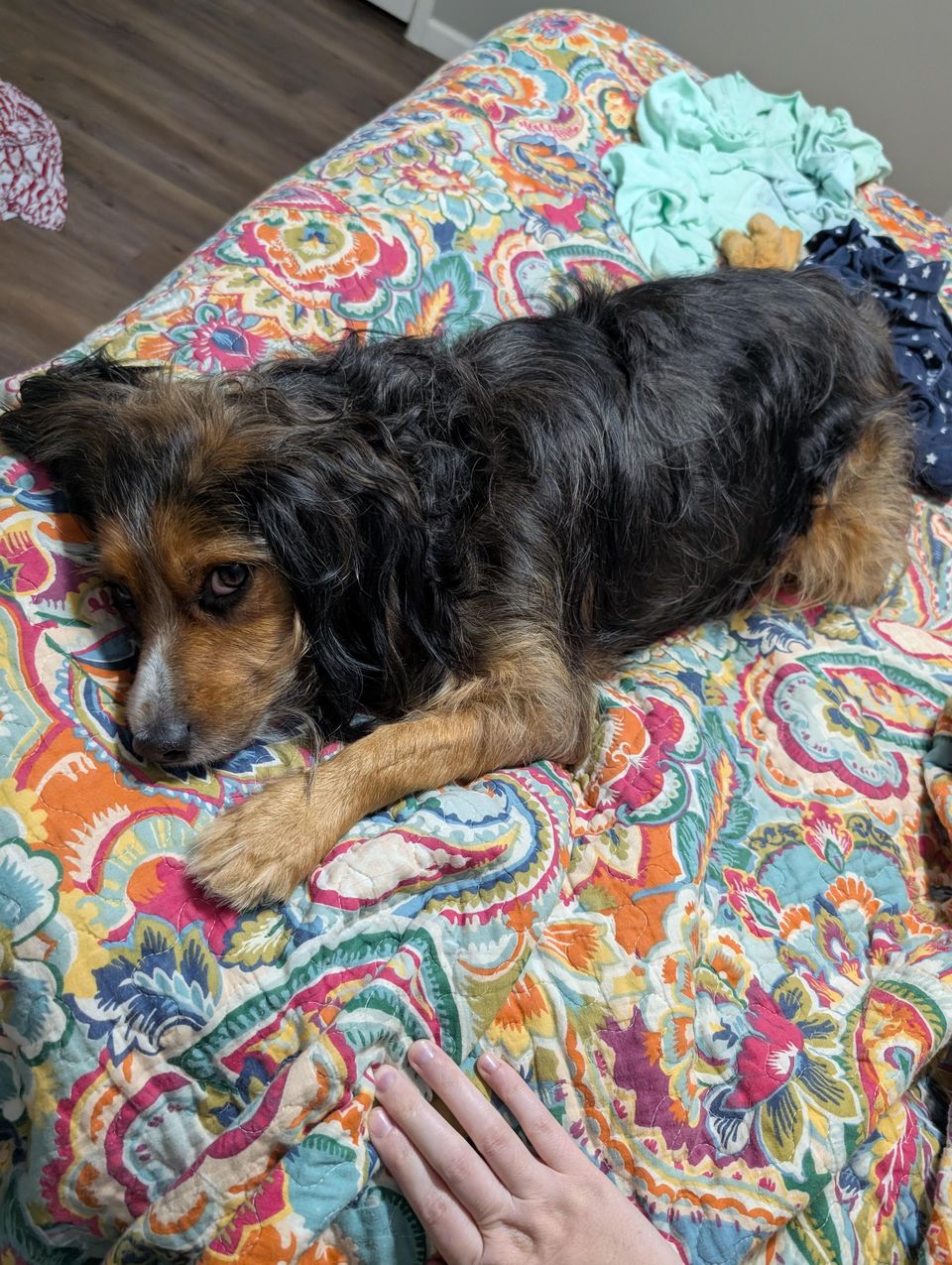 Best Dog Walkers in Waco, TX Wag!