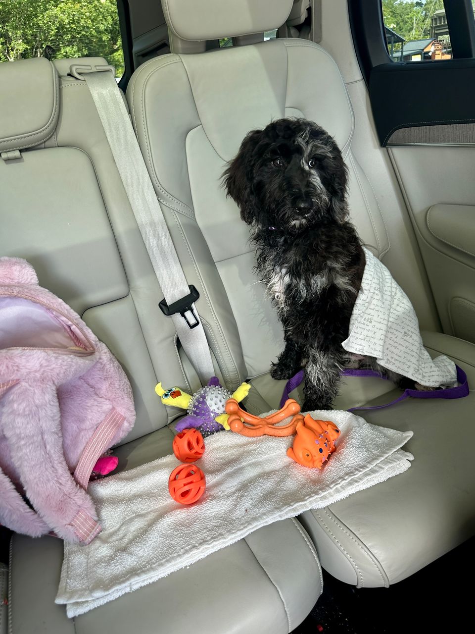 Best Dog Walkers in Jacksonville, FL Wag!