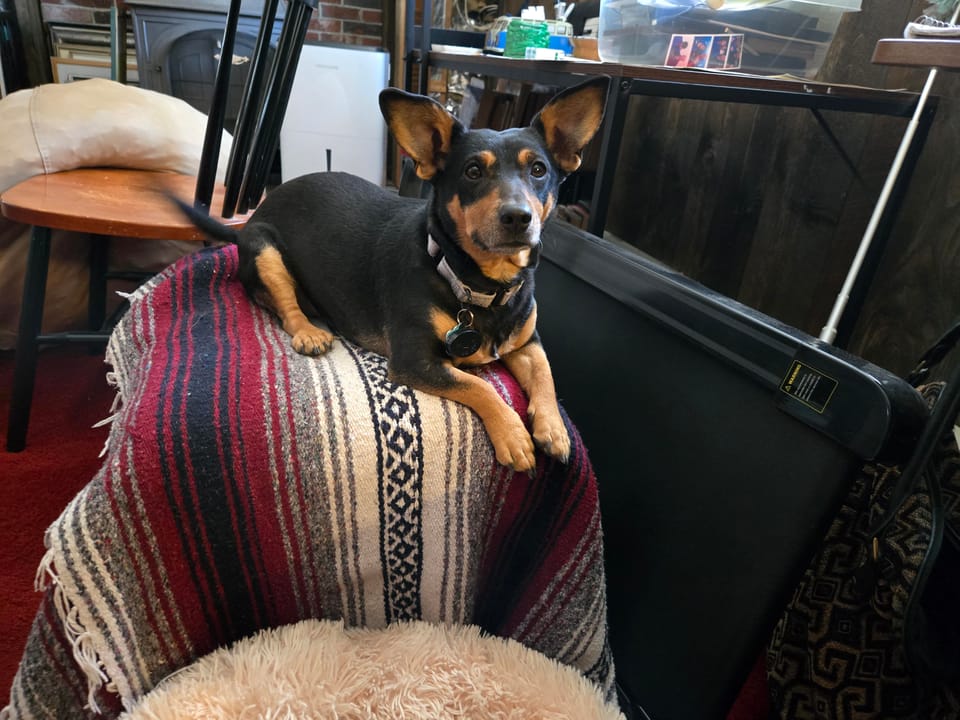 Top Dog Sitters and Boarders in Scarborough, ME Wag!