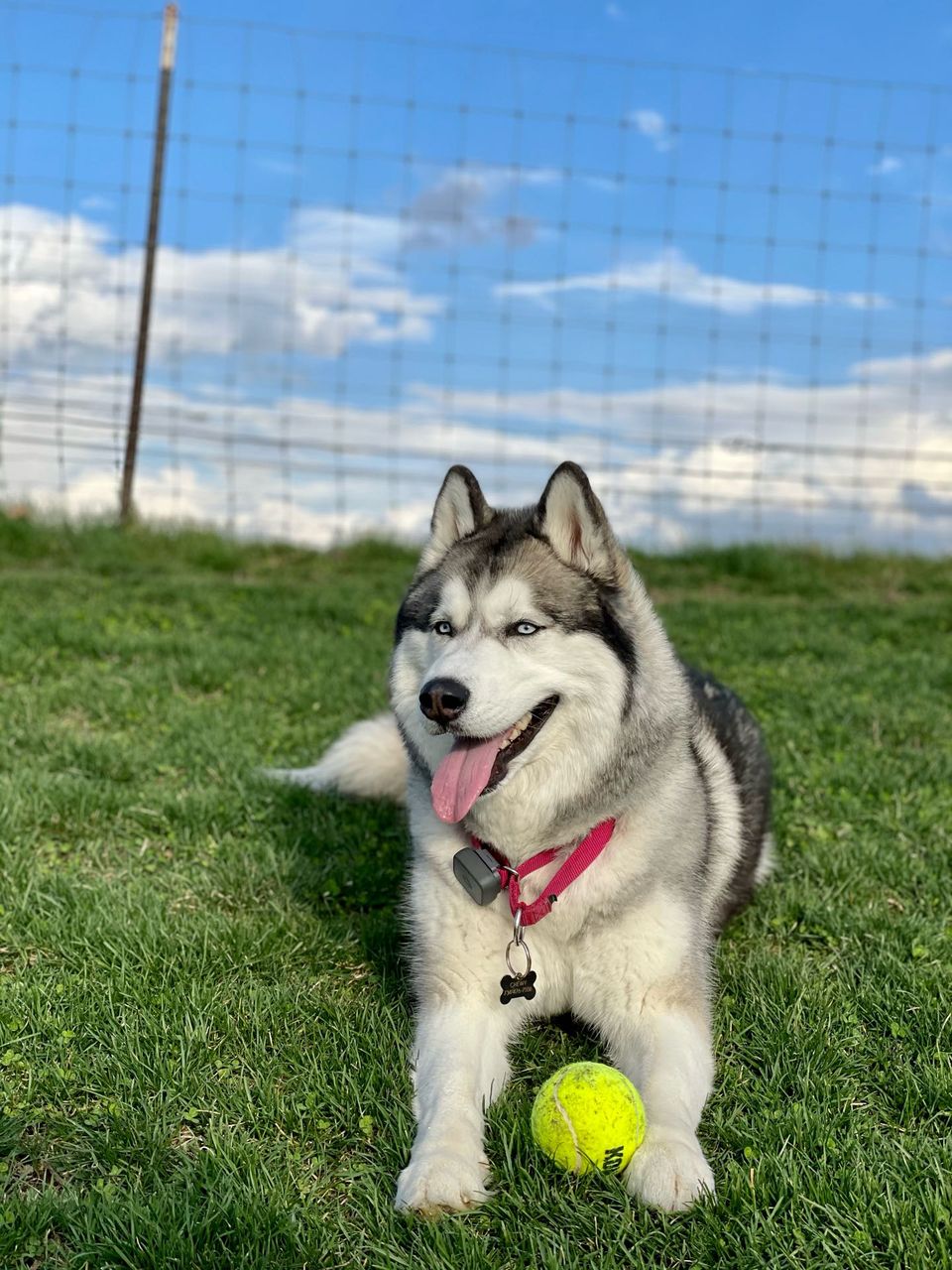 Best Dog Walkers in Kennewick, WA Wag!