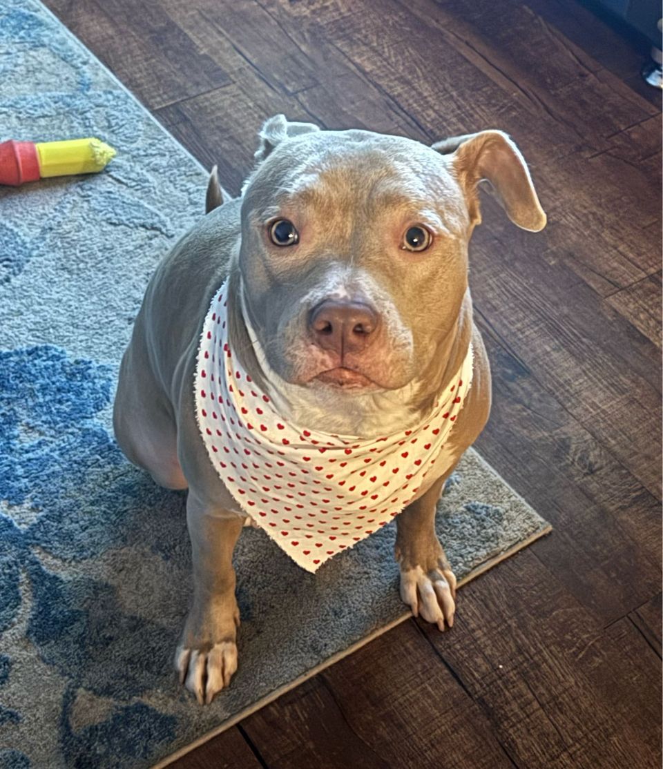 Top Dog Sitters and Boarders in Dallas, TX Wag!