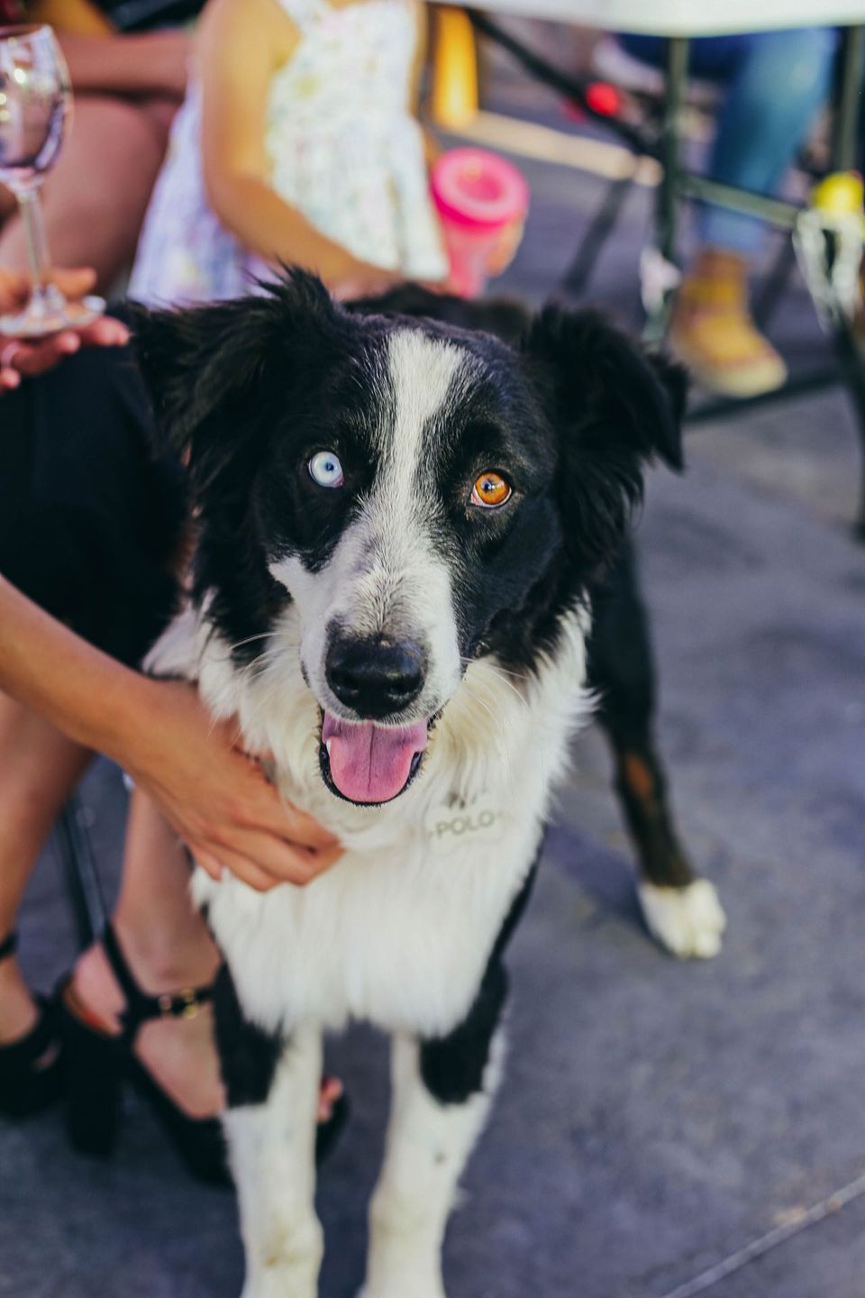 Top Dog Sitters and Boarders in Mesa, AZ Wag!