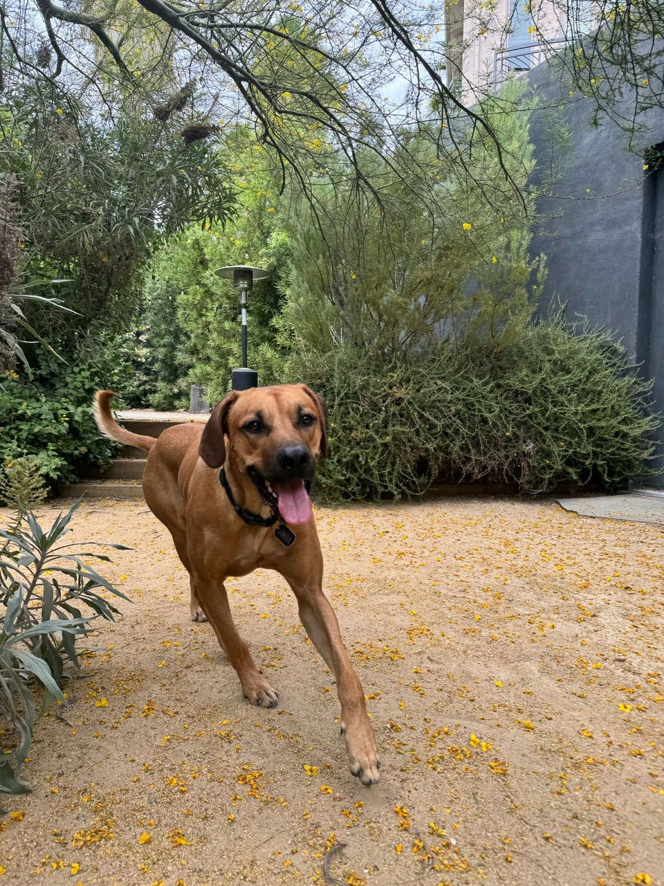 Los Angeles Dog Walking Shelter Near Me Los Angeles Cat And Dog Adoption  Near Me Pet Dog Adoption Near Me