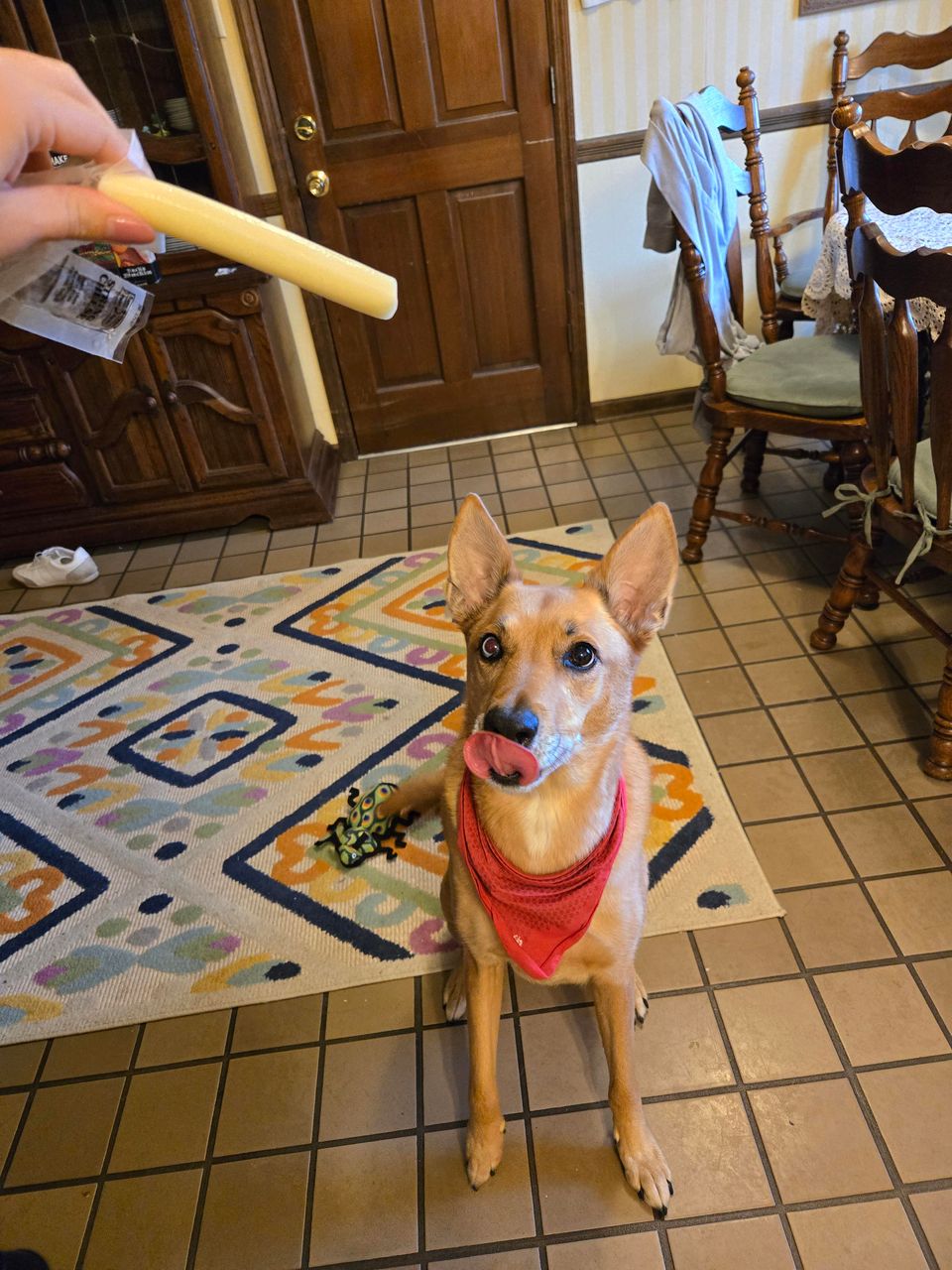 Top Dog Sitters and Boarders in North Little Rock, AR Wag! - Main Image