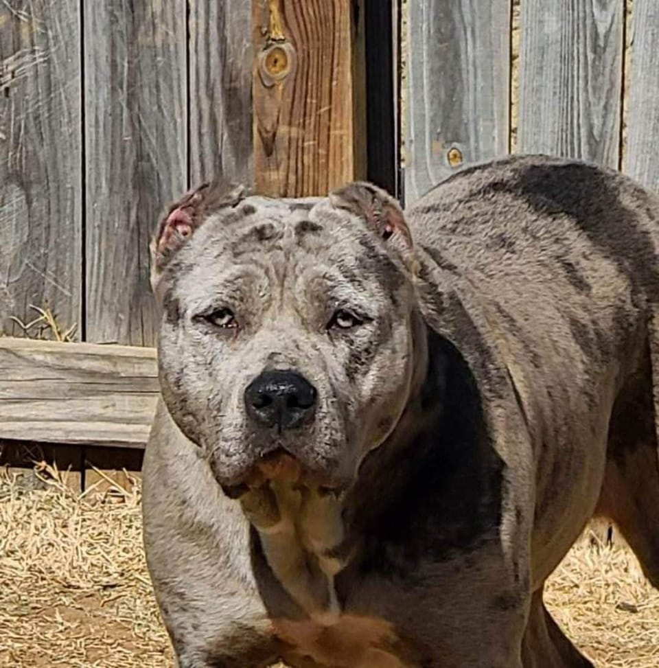 Best Dog Walkers in Springfield, MO Wag!