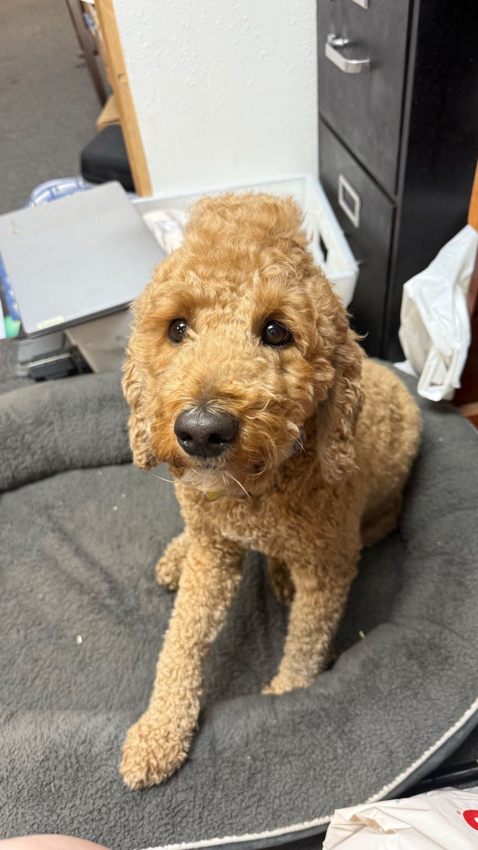 Anxiety What Kind Of Benadryl Can Dogs Have Giving Dogs Benadryl