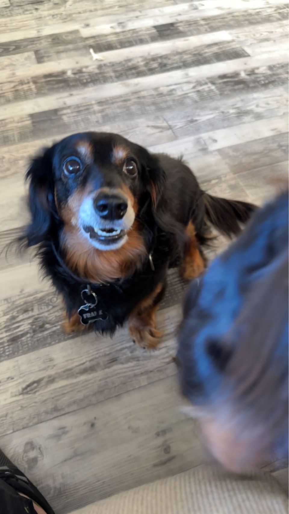 Best Dog Walkers in Muskegon, MI Wag!