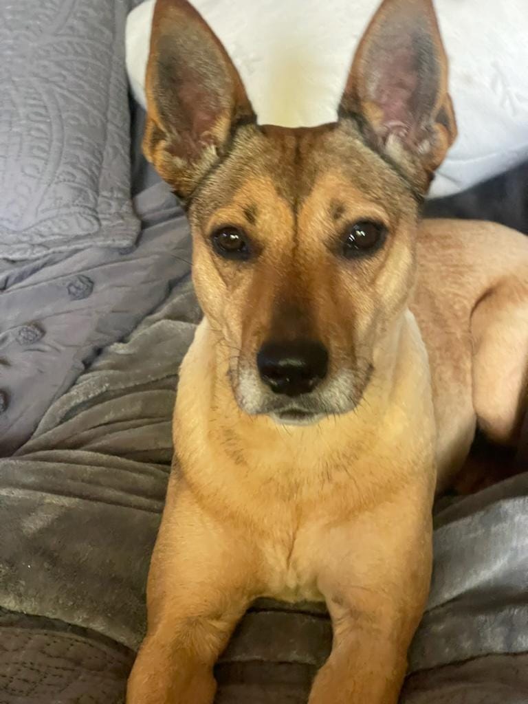 Best Dog Walkers in Rosemead, CA Wag!