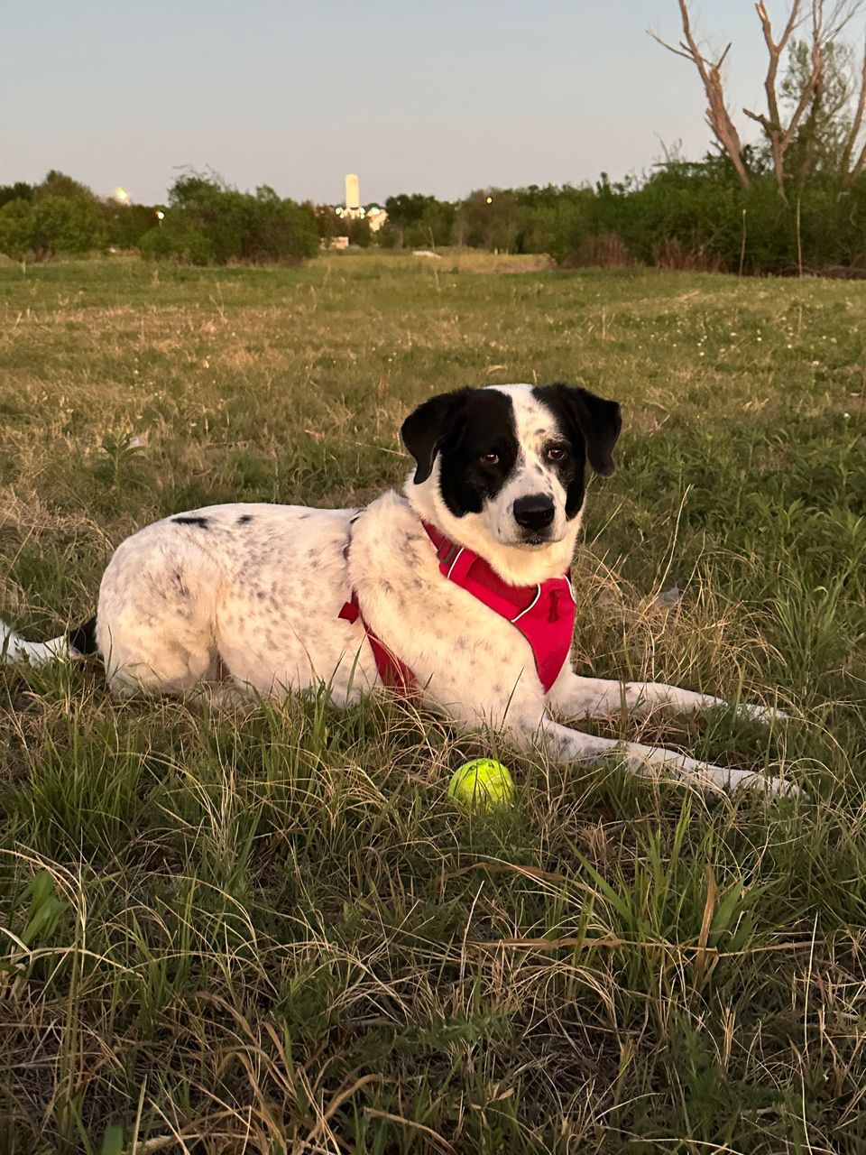 review
