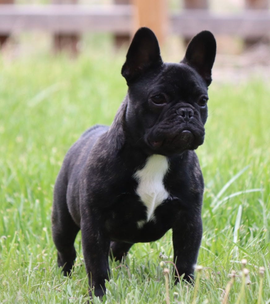 Top Dog Sitters and Boarders in Aurora, CO Wag!