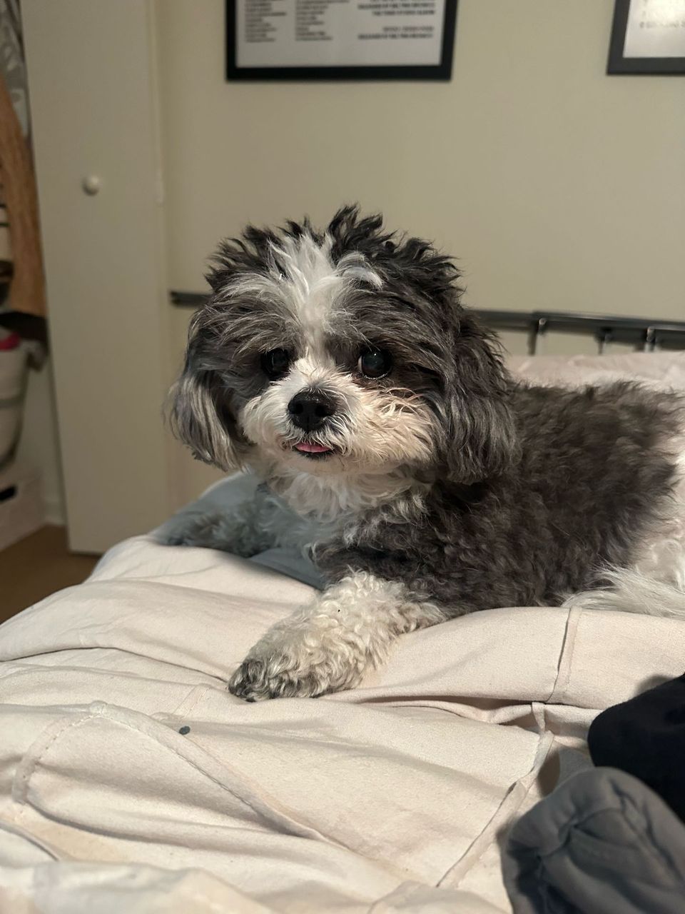 Best Dog Walkers in Audubon, NJ Wag! - Technical View