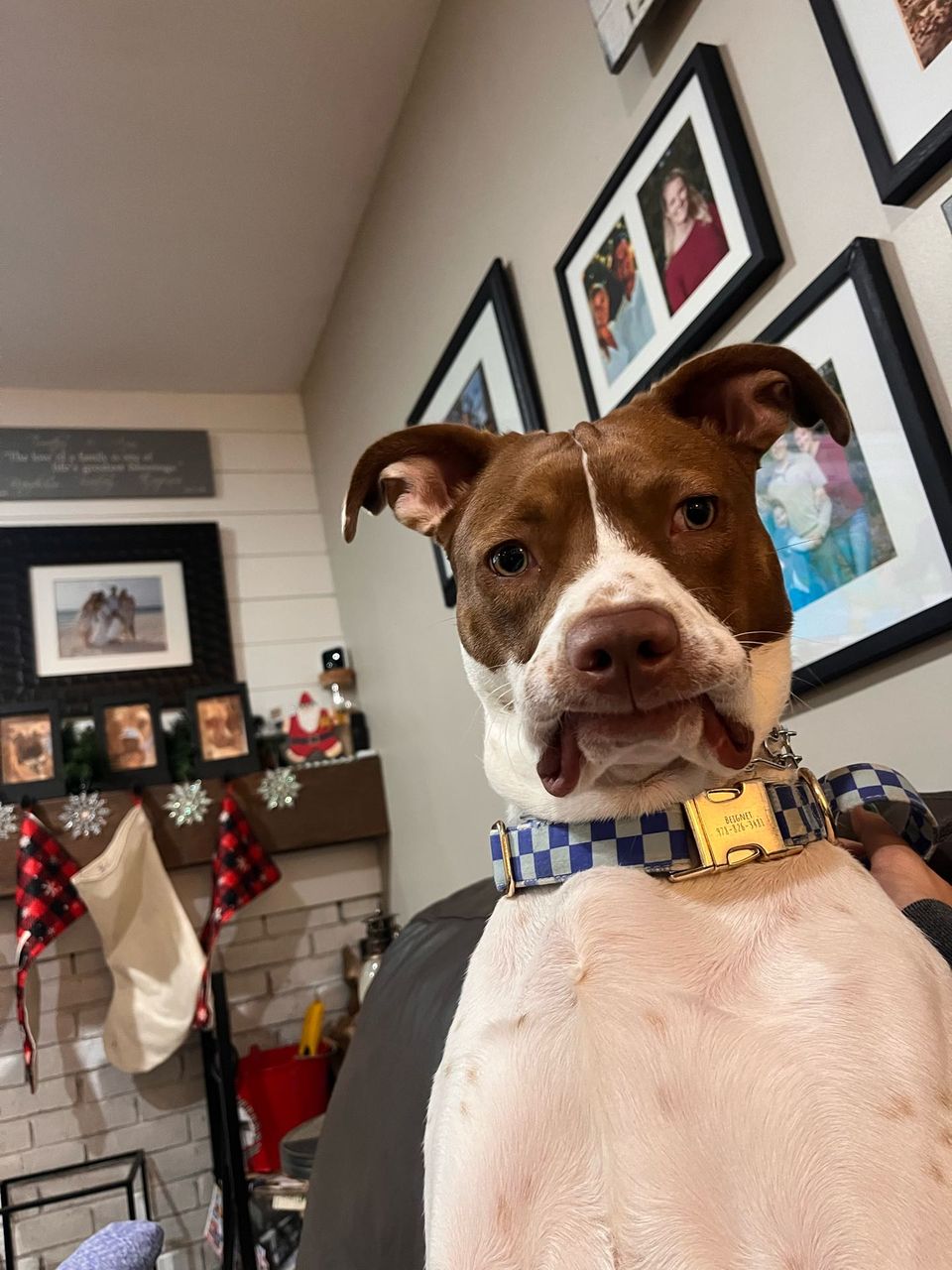 Bailey F.-avatar