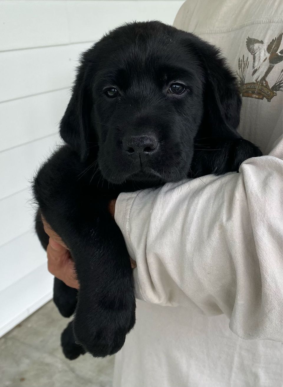 Best Dog Walkers in Fremont, NE Wag!