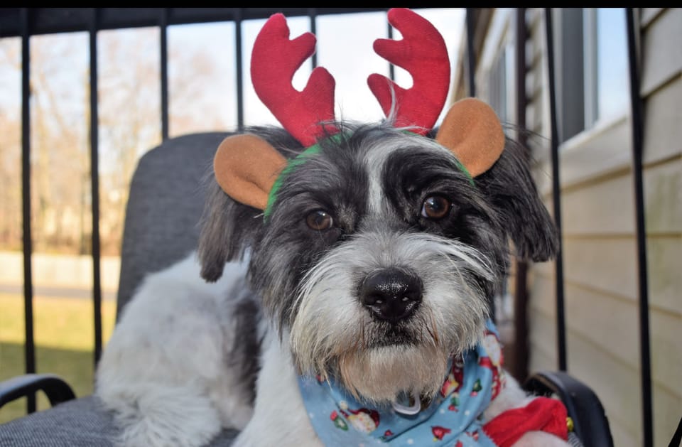 Top Dog Sitters and Boarders in South Houston, TX Wag!