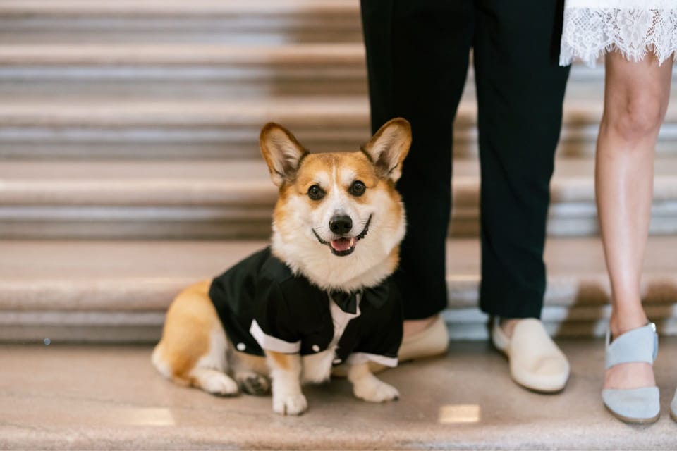 Top Dog Sitters and Boarders in Sonoma, CA Wag!