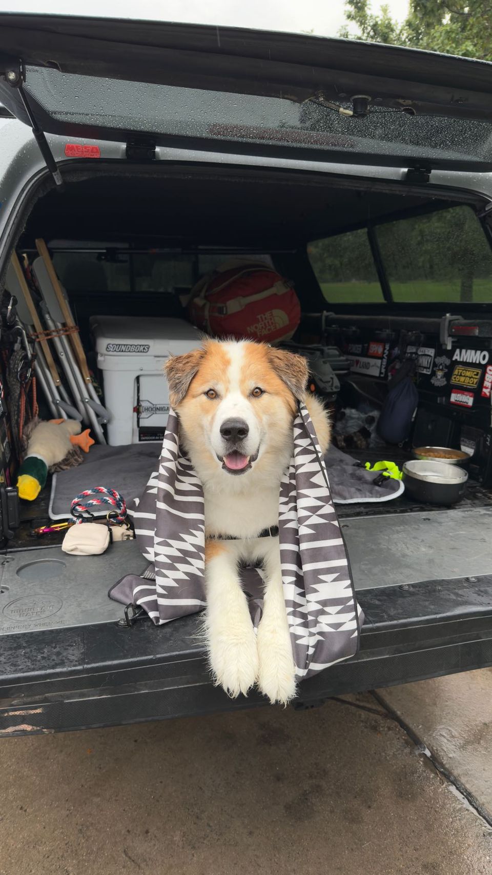 Top Dog Sitters and Boarders in Littleton, CO Wag!