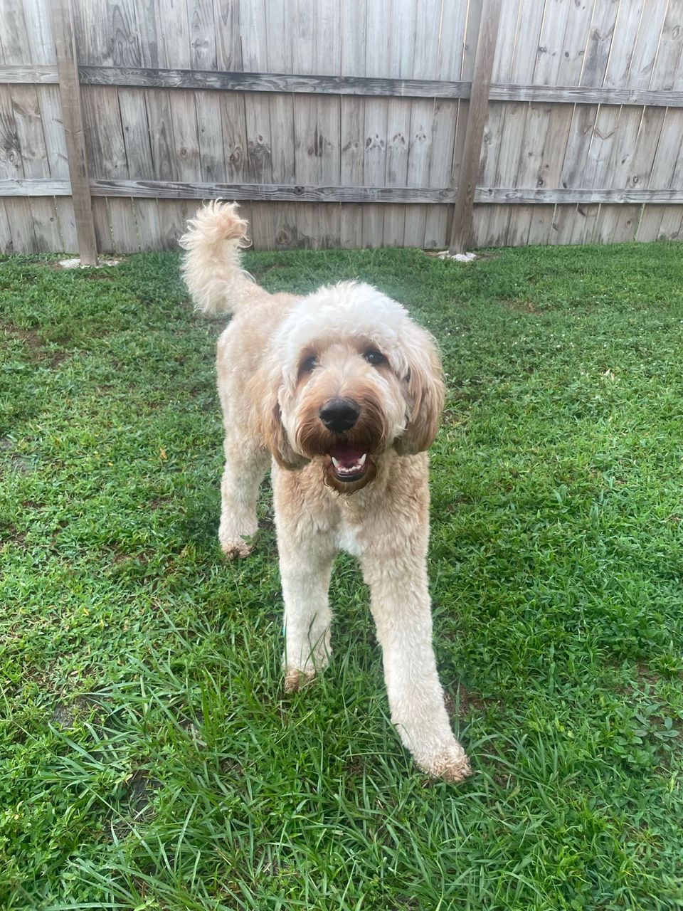 Best Dog Walkers in Tampa, FL Wag!