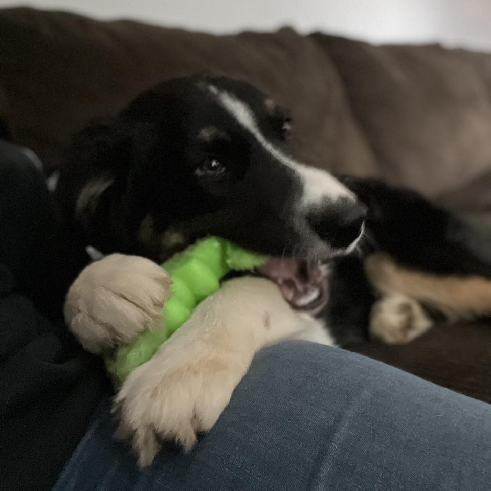 Best Dog Walkers in Cartersville, GA Wag!